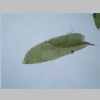 Leaf 10er 02.jpg
